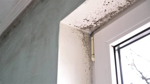 Best Health and Safety Mold Remediation in Harrisville, WV