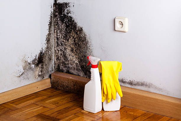 Best Post-Flood Mold Remediation in Harrisville, WV