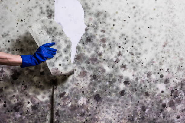 Best Attic Mold Remediation in Harrisville, WV
