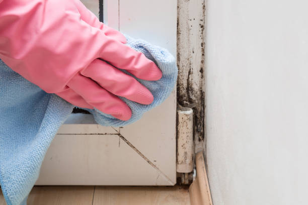 Best Bathroom Mold Remediation in Harrisville, WV