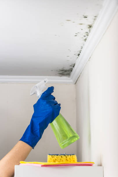 Best DIY Mold Remediation Support Services in Harrisville, WV