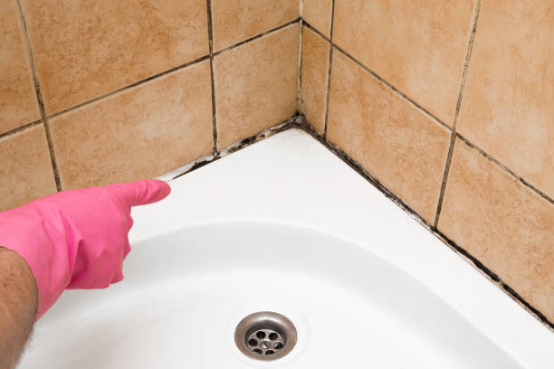 Best Insurance-Related Mold Remediation in Harrisville, WV